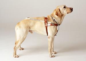 世田谷区の成人のための矯正歯科